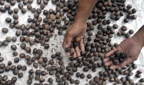 Petani menjemur biji Pala (Myristica fragrans) di Desa Kandahe, Kabupaten Kepulauan Sangihe, Sulawesi Utara, Minggu (25/1). Biji pala yang mengandung minyak atsiri 7-14 % itu dipakai sebagai penyedap untuk roti atau kue, puding, saus, sayuran, dan minuman 