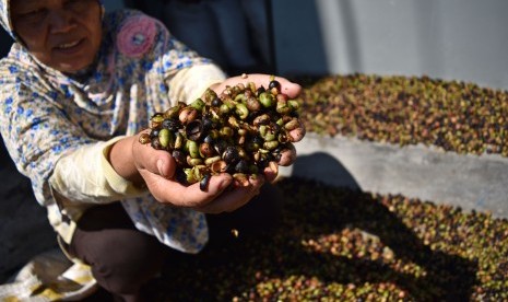 Petani menjemur buah kopi robusta yang belum dipisahkan antara kulit dan bijinya di sentra produksi kopi rakyat Sumowono, Kabupaten Semarang, Jawa Tengah, Selasa (3/7). 