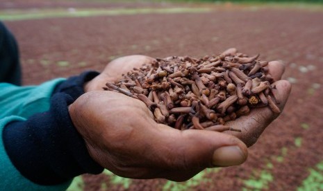 Petani menjemur cengkih di Bandar, Kabupaten Batang, Jawa Tengah, Ahad (16/6/2019). 