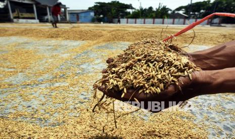 Petani menjemur gabah di area penggilingan padi di Kampung Tasikardi, Kasemen, Serang, Banten, Senin (7/2/2022). Menurut petani setempat harga gabah kering giling di tingkat petani sejak Januari hingga awal Februari 2022 rata-rata Rp5.010 atau meningkat 4,9 persen dibanding harga gabah dengan kualitas sama pada akhir tahun lalu. 