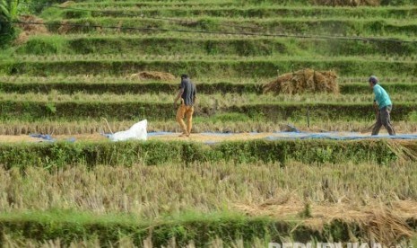 Petani menjemur gabah di daearah Cipatujah, Kabupaten Tasikmalaya, Jawa Barat. (Republika/Edi Yusuf)