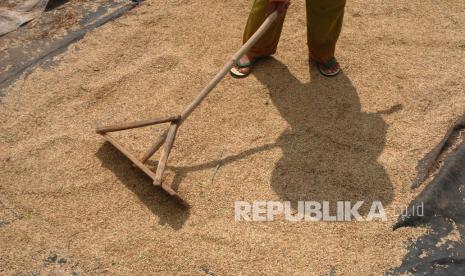 Petani menjemur gabah di Kampung Ciharashas, Kelurahan Mulyaharja, Kota Bogor, Jawa Barat.  Kementerian Pertanian mulai menggerakkan daerah untk menyerap gabah petani di tengah adanya dinamika harga panen saat ini. 