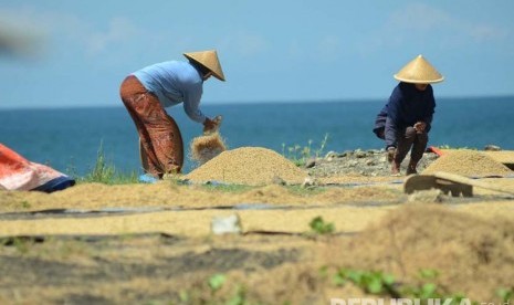  Petani menjemur gabah di pantai Pamayangsari, Kabupaten Tasikmalaya. Jawa Barat. (Republika/Edi Yusuf)