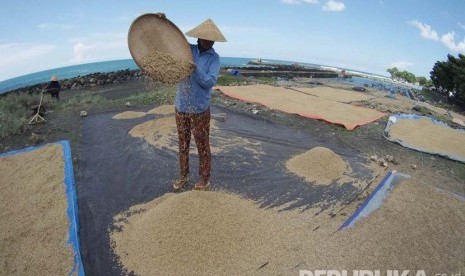  Petani menjemur gabah di pantai Pamayangsari, Kabupaten Tasikmalaya. Jawa Barat. (Republika/Edi Yusuf)