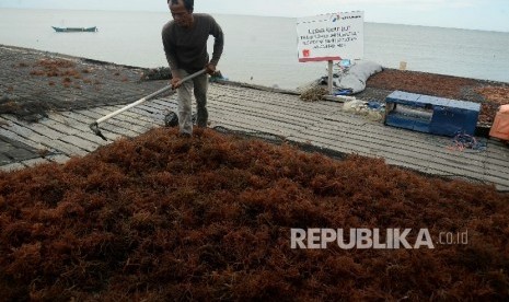  Petani menjemur hasil panen rumput laut di Kelurahan Manggar, Balikpapan, Kaltim, Jumat (15/4). (Republika/Prayogi)