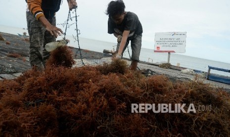  Petani menjemur hasil panen rumput laut (ilustrasi)