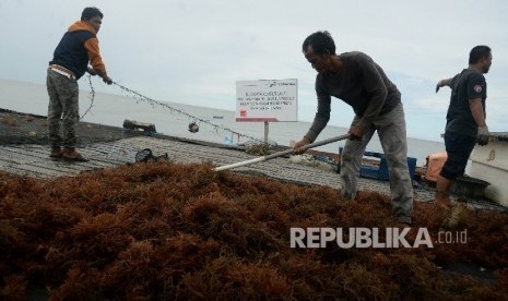 Petani menjemur hasil panen rumput laut di Kelurahan Manggar, Balikpapan, Kaltim, Jumat (15/4). (Republika/Prayogi)