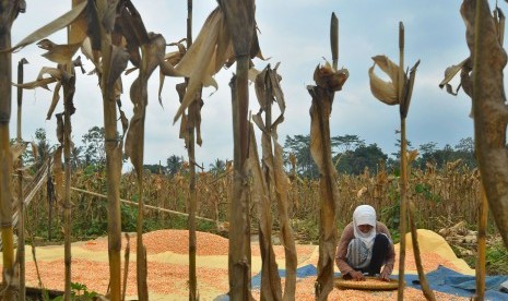 Petani menjemur jagung di Desa Handapherang, Kabupaten Ciamis, Jawa Barat, Selasa (18/7). Menteri Pertanian menargetkan Indonesia bisa swasembada jagung paling lambat tahun 2018.