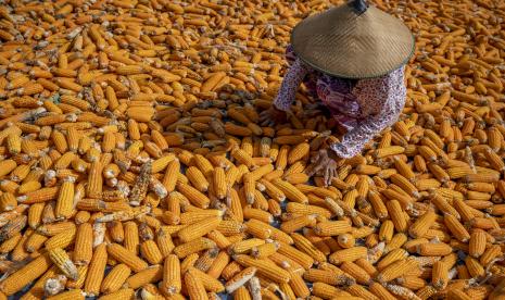 Petani menjemur jagung di Desa Pandere, Sigi, Sulawesi Tengah, Senin (30/8). Badan Pusat Statistik (BPS) merilis nilai tukar petani (NTP) pada bulan Agustus 2021, NTP secara nasional naik 1,16 persen dibandingkan NTP Juli 2021, yaitu dari 103,48 menjadi 104,68. 