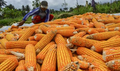 Petani menjemur jagung untuk bahan baku pakan ternak di Dusun Sukamanah, Kabupaten Ciamis, Jawa Barat, Selasa (26/10/2021). Kementerian Pertanian menyiapkan langkah strategis dalam memenuhi kebutuhan jagung untuk pakan ternak dengan meningkatkan produktivitas, pengelolaan pascapanen dan membuka akses pasar baik lokal maupun nasional. 