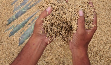 Petani menjemur padi saat panen lebih awal di persawahan Desa Gandasuli, Brebes, Jawa Tengah, Rabu (15/4). (ANTARA/Oky Lukmansyah)