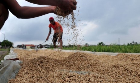 Petani menjemur padi saat panen lebih awal di persawahan Desa Gandasuli, Brebes, Jawa Tengah, Rabu (15/4). (ANTARA/Oky Lukmansyah)