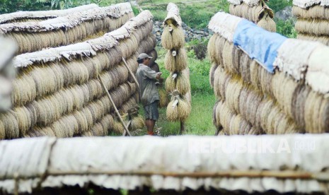 Petani menjemur padi secara tradisional di wilayah adat Kabupaten Sukabumi, Jawa Barat