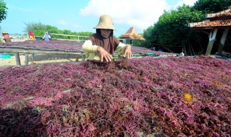 Petani menjemur rumput laut. Ilustrasi.