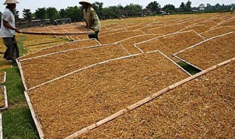 Petani menjemur tembakau