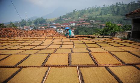 Petani menjemur tembakau di Sukasari, Tanjungsari, Kabupaten Sumedang, Jawa Barat.  Tembakau sebagai salah satu komoditas pertanian memiliki potensi ekonomi yang sangat besar. Secara saintifik, tak sedikit jurnal ilmiah yang telah membuktikan tanaman tembakau punya komponen ilmiah yang sangat bermanfaat bagi lingkungan.. 