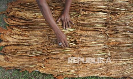 Petani menjemur tembakau jenis kasturi di Lapangan Pakusari, Jember, Jawa Timur, Sabtu (11/9/2021). Sejumlah petani tembakau meminta pemerintah tidak menaikkan cukai pada 2022 dan memberikan relaksasi kepada industri hasil tembakau (IHT) karena pandemi Covid-19 dan mengancam mata pencaharian tenaga kerja di dalam rantai IHT.