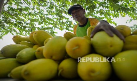 Petani menjual buah timun suri hasil panen di ladangnya di Jalan Pendowo, Kecamatan Limo, Depok, Jawa Barat.