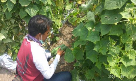 Petani mentimun di Kediri, Jawa Timur, tetap kreatif di tengah pandemi