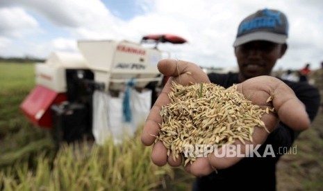 Petani Menujukkan padi hasil panen dengan menggunakan mesin Combine Harvester di Distrik Tanah Miring, Kabupaten Merauke, Papua, Senin (13/2). 