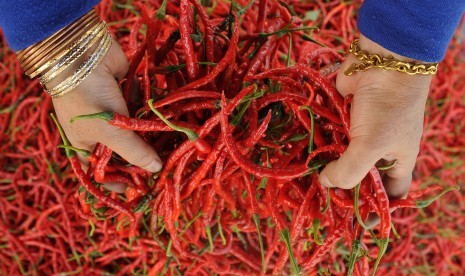 Petani menumpuk buah cabai usai dipanen di Pelompek, Gunung Tujuh, Kerinci, Jambi, Sabtu (4/5/2019).