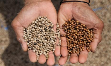 Petani menunjukan biji merica kering dan basah di Desa Totallang, Kolaka Utara, Sulawesi Tenggara, Rabu (3/3). Pola makan ibu menyusui akan mempengaruhi aroma hingga rasa dari ASI yang dihasilkan. 