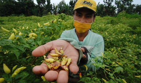 Petani menunjukkan cabai rawit yang rusak di Desa Montok, Larangan, Pamekasan, Jawa Timur, Jumat (6/1). 