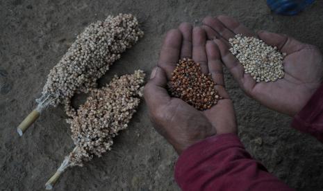 Petani menunjukkan dua jenis bibit sorghum di Desa Lalosingi, Kecamatan Lalolae, Kolaka Timur, Sulawesi Tenggara, Rabu (24/8/2022). Petani sorghum di daerah tersebut mengalami gagal panen, yang biasanya menghasilkan gabah sorghum 3,5 ton per hektarenya turun menjadi 600 kilogram per hektarenya yang disebabkan cuaca tidak menentu dan mengakibatkan akar memburuk. Moeldoko: Tiap Daerah Harus Punya Sistem Ketahanan Pangan Mandiri