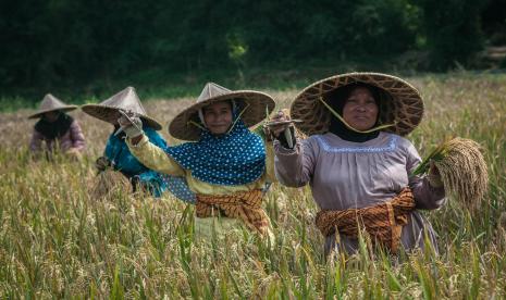 Petani menunjukkan hasil panen padi yang dipotong menggunakan ani-ani di Kabupaten Serang, Banten, Senin (20/9/2021). Penggabungan sejumlah BUMN klaster pangan dipercaya akan memperkuat upaya transformasi ekosistem pangan, mulai dari sektor pertanian, sektor perikanan, perdagangan dan logistik saling bersinergi dalam mendukung ekosistem pangan nasional. 