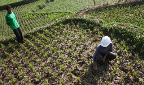 Petani menunjukkan kondisi tanah sawah padi berusia 30 hari yang mengalami gagal tanam akibat musim kemarau.