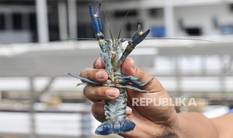 Badan Fatwa Turki Haramkan Beberapa Jenis Boga Bahari. Petani menunjukkan lobster air tawar capit merah (red claw). Ilustrasi