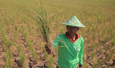 Petani menunjukkan tanaman padi miliknya yang rusak akibat kekeringan (ilustrasi)