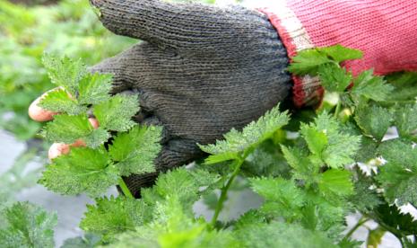 Petani menunjukkan tanaman seledri yang terdampak abu vulkanik Gunung Raung di Songgon, Banyuwangi, Jawa Timur, Selasa (9/2/2021). Petani di daerah itu mengaku letusan Gunung Raung mengakibatkan tanamannya rusak karena terdampak abu vulkanik.