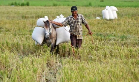 Petani menuntun kuda yang mengangkut padi hasil panennya di Persawahan Samata Gowa, Sulawesi Selatan, Kamis (6/7). 