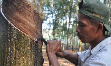 Petani menyadap pohon karet di kebunnya.