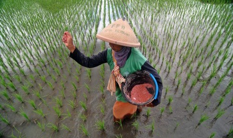 Petani menyebar pupuk di sawahnya.