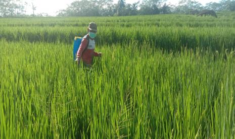 Petani menyemprot hama wereng (ilustrasi). Di tengah melemahnya ekonomi nasional akibat pandemi Covid 19, sektor pertanian justru mengalami pertumbuhan positif. Ini terlihat dari penerimaan petani atas harga gabah yang terus meningkat.