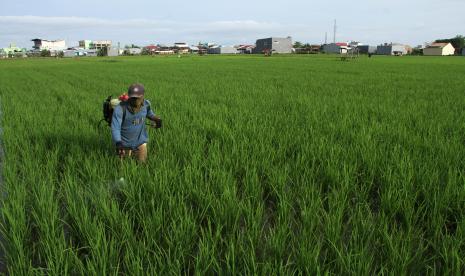 Petani menyemprot tanaman padi di area persawahan Manggala, Makassar, Sulawesi Selatan, Jumat (30/9/2022) (ilustrasi).