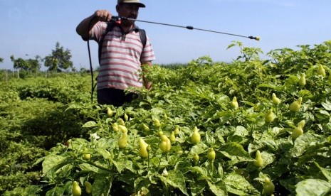 Petani menyemprotkan cairan insektisida pada tanaman cabe di lahan perkebunan cabe rawit di Desa Menang, Kabupaten Kediri, Jawa Timur, Selasa (16/12). 