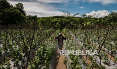 Petani menyemprotkan insektisida pada tanaman bonteng di Warunggunung, Lebak, Banten, Rabu (17/11/2021). Petani di daerah itu terpaksa meningkatkan frekuensi penyemprotan dari sepekan sekali menjadi sepekan tiga kali guna mengantisipasi serangan hama ganjur yang muncul bersamaan dengan tingginya intensitas hujan dalam beberapa hari terakhir. 