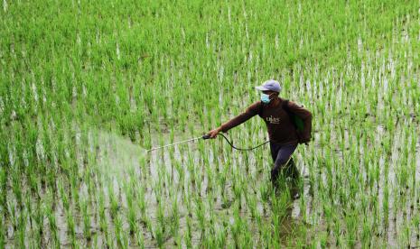 Petani menyemprotkan pestisida pada tanaman padi di Kecamatan Somba Opu, Kabupaten Gowa, Sulawesi Selatan, Kamis (10/2/2022).