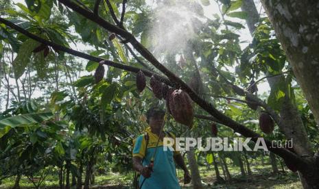 Petani menyemprotkan pupuk cair organik di kebun miliknya di Desa Kenconorejo, Tulis, Kabupaten Batang, Jawa Tengah, Sabtu (22/1/2022). Penyemprotan di batang pohon kakao itu untuk penguat kualitas buah kakao sehingga nantinya dapat menghasilkan buah kakao yang berkualitas dan banyak agar dapat memenuhi target panen sebesar 800 ton dalam setahun. 