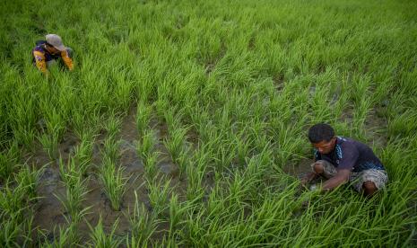 Petani menyiangi tanaman padinya yang baru berumur sebulan, Sabtu (26/3/2022). Badan Pusat Statistik (BPS) Sulawesi Utara menyatakan, Nilai Tukar Petani (NTP) di provinsi tersebut pada Maret 2022 turun 0,79 persen dan menjadi 110,04 dibandingkan Februari yang masih 110,91.