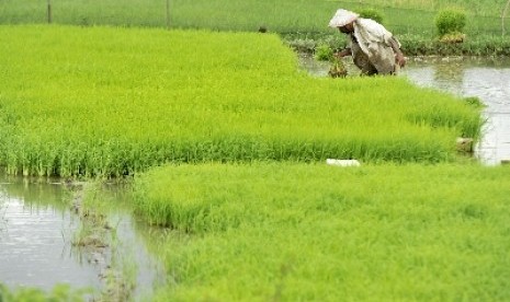   Petani menyiapkan bibit di areal persawahan di Samata Gowa, Sulawesi Selatan, Sabtu (21/2).