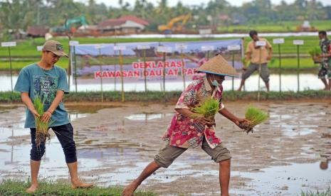 Petani menyiapkan bibit padi dalam rangka deklarasi Kawasan Daulat Pangan dengan latar pembangunan jalan tol, di Korong Kasai, Nagari Kasang, Kecamatan Batang Anai, Kabupaten Padangpariaman, Sumatera Barat, Sabtu (31/10/2020). SPI Sumbar mendeklarasikan Kawasan Daulat Pangan yang bermakna, petani sudah mampu menyiapkan bibit dan agri input secara mandiri, sedangkan secara bentang alam antara hutan dengan areal persawahan saling terhubung (Sistem Agroekologi). 