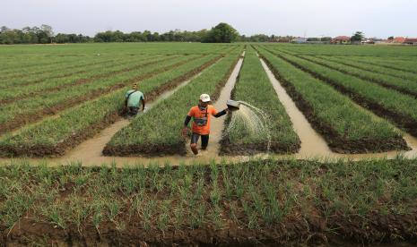 Petani menyiram tanaman bawang merah di Kertajati, Majalengka, Jawa Barat. Badan Meteorologi, Klimatologi dan Geofisika (BMKG) Bandung memprediksi peluang El Nino akan terjadi pada semester kedua tahun 2023 sebesar 60 persen. Apabila terjadi maka wilayah Jawa Barat dan Bandung Raya akan terkena dampak.