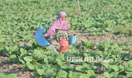 Petani menyiram tanaman tembakau di Desa Dasok, Pamekasan, Jawa Timur (ilustrasi). Asosiasi Penghantar Nikotin Elektrik (Apnnindo) meminta keringanan kepada pemerintah untuk pelaku industri hasil pengolahan tembakau lainnya (HPTL) karena beban ganda yang dipikul oleh pelaku industri tersebut pada masa pandemi Covid-19.