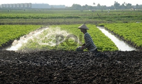 Petani menyirami tanah di persawahan yang ditanami padi di kawasan Batu Ceper, Tangerang, Banten, Kamis (7/1).