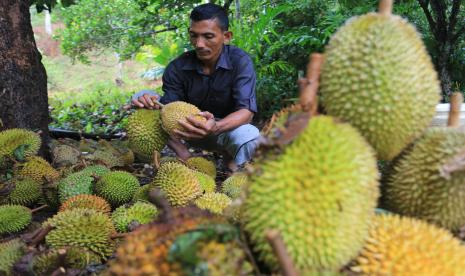 Petani menyortir buah durian saat panen di kebun miliknya (ilustrasi) 