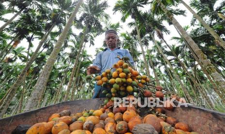 Petani menyortir buah pinang hasil panen, beberapa waktu lalu. Riau melepas ekspor 80 ton pinang ke Thailand.